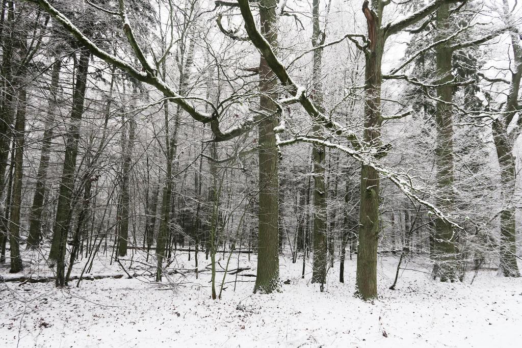 Białowieża Cztery Pory Roku 게스트하우스 외부 사진