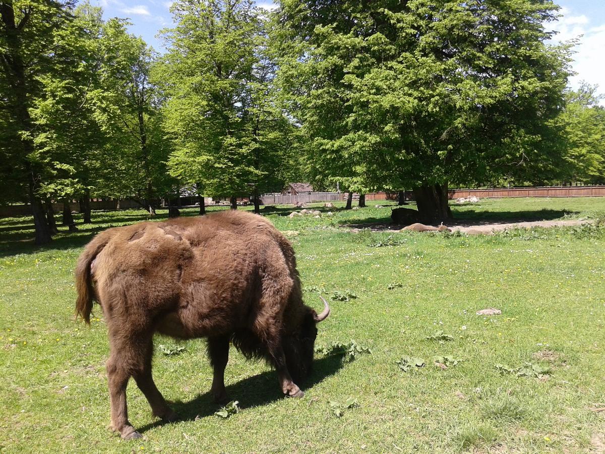 Białowieża Cztery Pory Roku 게스트하우스 외부 사진