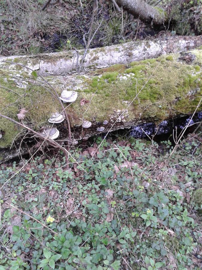 Białowieża Cztery Pory Roku 게스트하우스 외부 사진