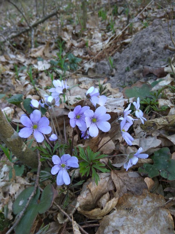 Białowieża Cztery Pory Roku 게스트하우스 외부 사진