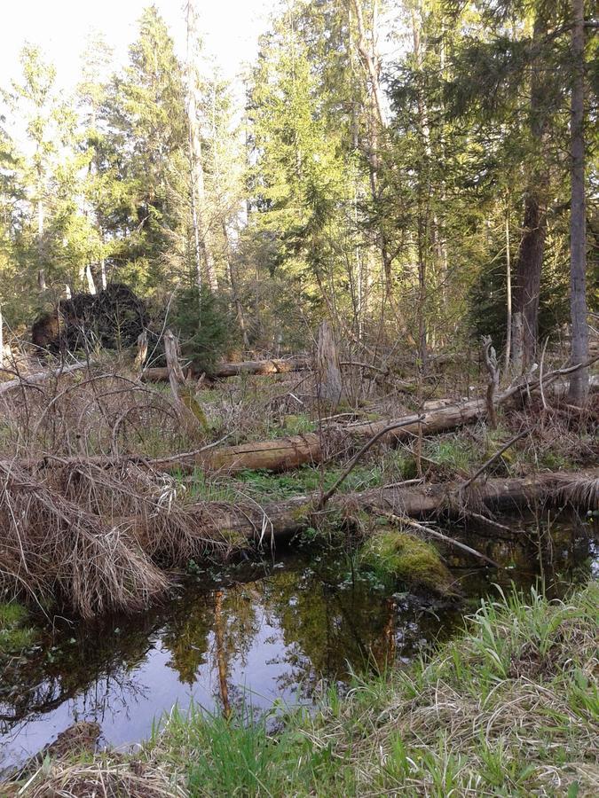 Białowieża Cztery Pory Roku 게스트하우스 외부 사진