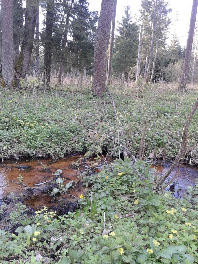 Białowieża Cztery Pory Roku 게스트하우스 외부 사진